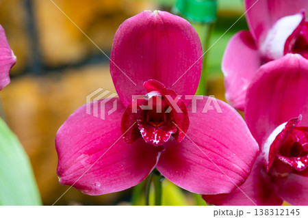 ラン科植物の洋ランの花クローズアップ 138312145