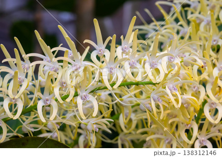 ラン科植物の洋ランの花クローズアップ ラン科植物の洋ランの花クローズアップ 138312146
