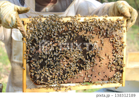 closeup of bees on honeycomb in apiary 138312189