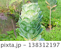 Growing green cabbage in cottage garden. Cabbage for salad are planted in village garden. Sunny day. 138312197