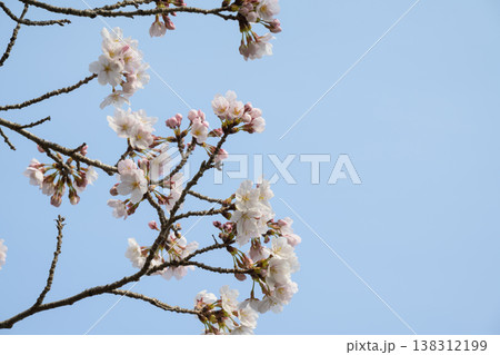 青空に映える満開の桜と春の並木道 青空に映える満開の桜と春の並木道 138312199