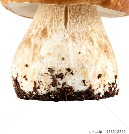 Mushrooms on a white background. 138312231