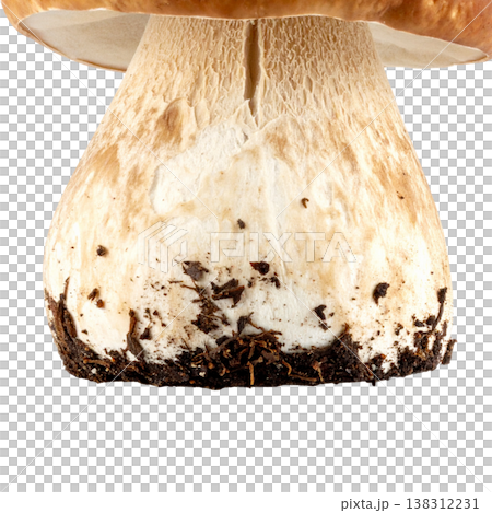 Mushrooms on a white background. 138312231