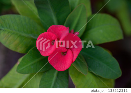 Euphorbia milli flower or Crown of thorns plant Bright red flowers with beautiful contrasting yellow stamens, green leaves, thorny stems it a auspicious flower. Euphorbia milli flower or Crown of thorns plant Bright red flowers with beautiful contrasting yellow stamens, green leaves, thorny stems it a auspicious flower. 138312311