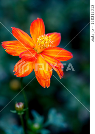 Close-up Orange Mexican aster or Cosmos flower blooming in the garden, Family Asteraceae. 138312312