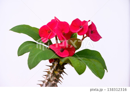 Euphorbia milli flower or Crown of thorns plant Bright red flowers with beautiful contrasting yellow stamens, green leaves, thorny stems it a auspicious flower. Euphorbia milli flower or Crown of thorns plant Bright red flowers with beautiful contrasting yellow stamens, green leaves, thorny stems it a auspicious flower. 138312316