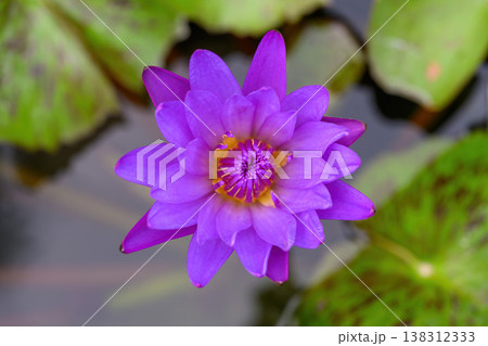 Close-up of blooming Nymphaea nouchali or water lily flowers with green leaf in the basin. Close-up of blooming Nymphaea nouchali or water lily flowers with green leaf in the basin. 138312333
