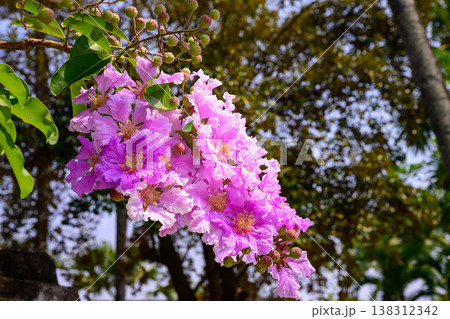 Lagerstroemia speciosa flower in full bloom on a branch against lush green foliage. 138312342