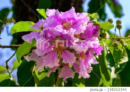 Lagerstroemia speciosa flower in full bloom on a branch against lush green foliage. 138312343