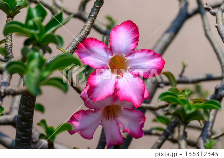 Close up Adenium obesum flowers or Desert rose in full bloom bright and freshness. Close up Adenium obesum flowers or Desert rose in full bloom bright and freshness. 138312345