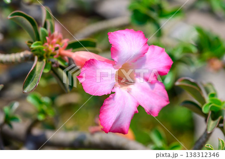 Close up Adenium obesum flowers or Desert rose in full bloom bright and freshness. 138312346