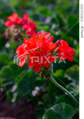 Close-up Red Geranium flowers in the inflorescence on a green background. 138312355