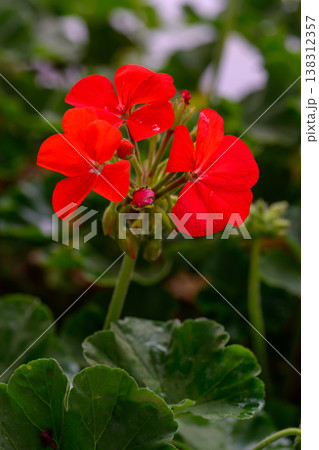 Close-up Red Geranium flowers in the inflorescence on a green background. 138312357
