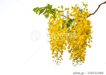 The Golden Shower Tree or Cassia fistula is the national flower of Thailand on isolate white background The Golden Shower Tree or Cassia fistula is the national flower of Thailand on isolate white background 138312360