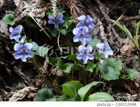タチツボスミレ タチツボスミレ 138312696
