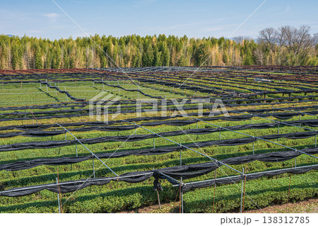 木津川河川敷に広がる茶畑　京都府八幡市　 138312785