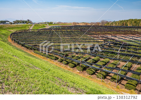 木津川河川敷に広がる茶畑　京都府八幡市　 138312792