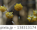 春の訪れを告げるミツマタ 138313174
