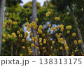 本谷のミツマタ 138313175