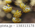 本谷のミツマタ 138313178