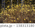 本谷のミツマタ 138313180