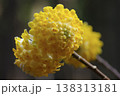 本谷のミツマタ 138313181