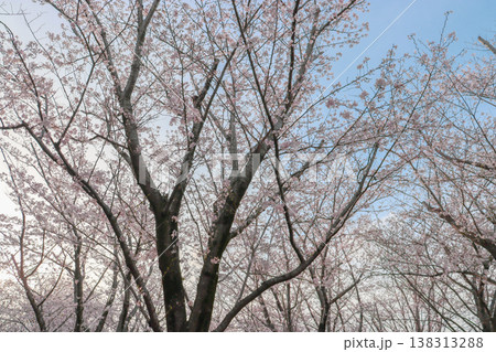 見上げる桜 138313288