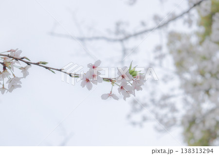 桜咲く 桜咲く 138313294