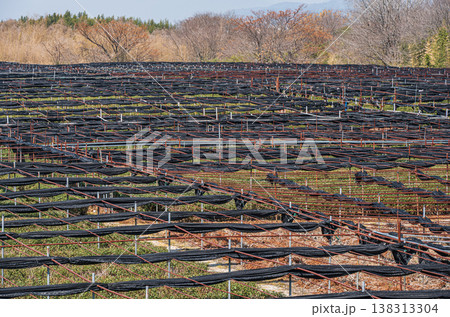 木津川河川敷の茶畑 京都府八幡市 木津川河川敷の茶畑 京都府八幡市 138313304