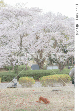 満開の桜 満開の桜 138313321