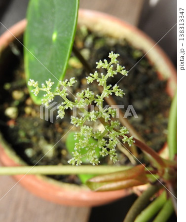 丸い葉っぱが可愛い「ピレア・ペペロミオイデス」の花　 138313347