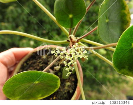 丸い葉っぱが可愛い「ピレア・ペペロミオイデス」の花　 138313348