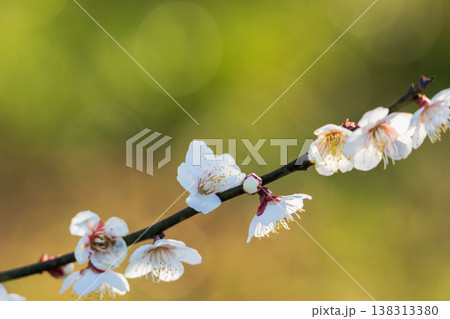 白色の梅の花と枝の逆光クローズアップ37 138313380