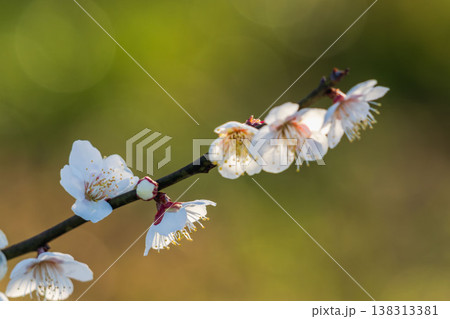白色の梅の花と枝の逆光クローズアップ38 138313381