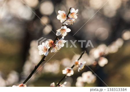 白色の梅の花と枝の逆光クローズアップ41 138313384