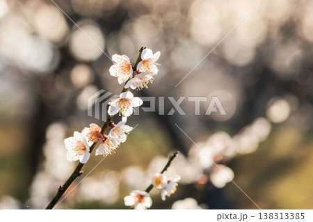 白色の梅の花と枝の逆光クローズアップ42 138313385