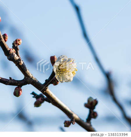 白色の梅の花と枝の逆光クローズアップ52 白色の梅の花と枝の逆光クローズアップ52 138313394