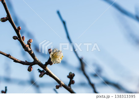 白色の梅の花と枝の逆光クローズアップ53 138313395