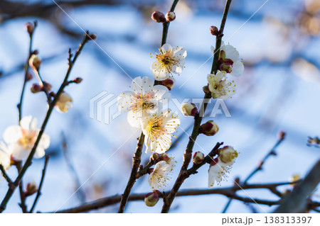 白色の梅の花と枝の逆光クローズアップ55 白色の梅の花と枝の逆光クローズアップ55 138313397