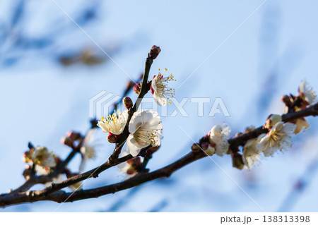 白色の梅の花と枝の逆光クローズアップ56 白色の梅の花と枝の逆光クローズアップ56 138313398