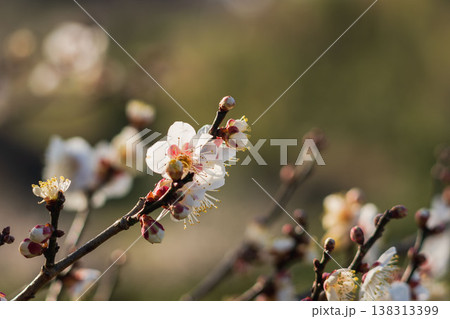 白色の梅の花と枝の逆光クローズアップ57 138313399