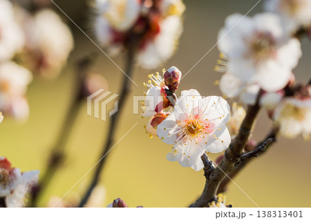 白色の梅の花と枝の逆光クローズアップ59 138313401