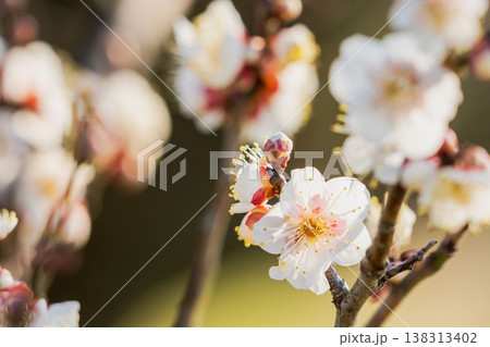 白色の梅の花と枝の逆光クローズアップ60 138313402