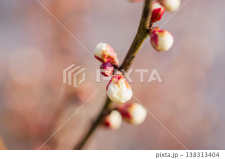 白色の梅の蕾と枝のクローズアップ09 白色の梅の蕾と枝のクローズアップ09 138313404