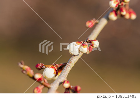 白色の梅の蕾と枝のクローズアップ10 138313405
