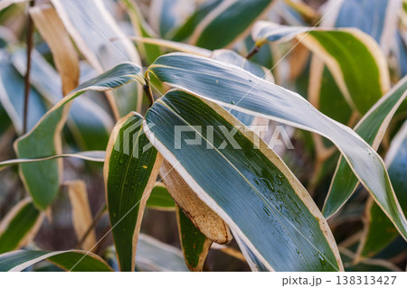 冬の山　寒い朝のクマザサの葉クローズアップ02 138313427