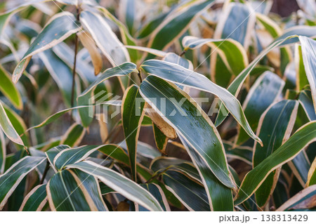 冬の山　寒い朝のクマザサの葉クローズアップ04 138313429