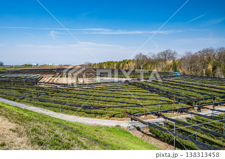 木津川河川敷に広がる茶畑　京都府八幡市　 138313458