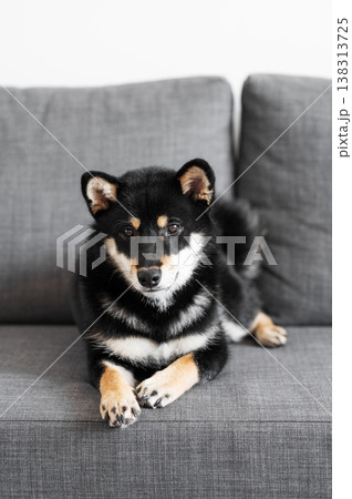 A black Shiba Inu dog lies on a gray sofa. Concept of comfort and relaxation at home. Love for pets. A black Shiba Inu dog lies on a gray sofa. Concept of comfort and relaxation at home. Love for pets. 138313725