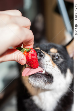 A Shiba Inu dog licks a fresh strawberry held in a person's hand. 138313739